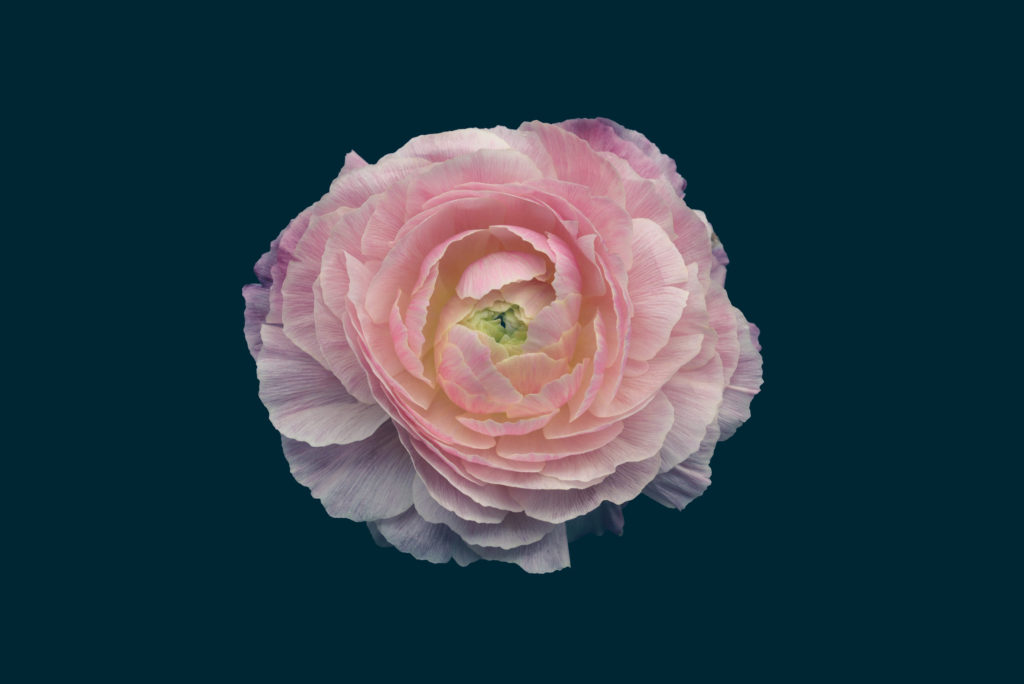 Les fleurs par Bettina Güber