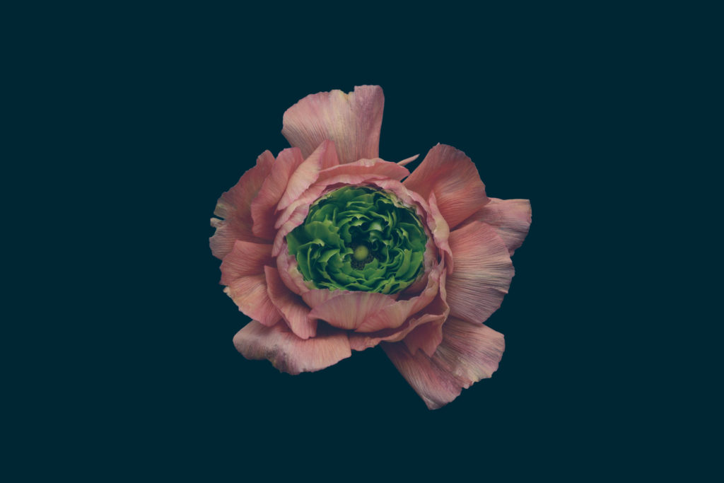 Les fleurs par Bettina Güber