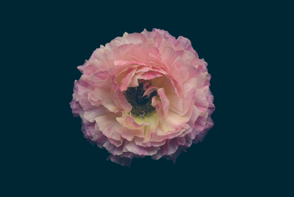 Les fleurs par Bettina Güber