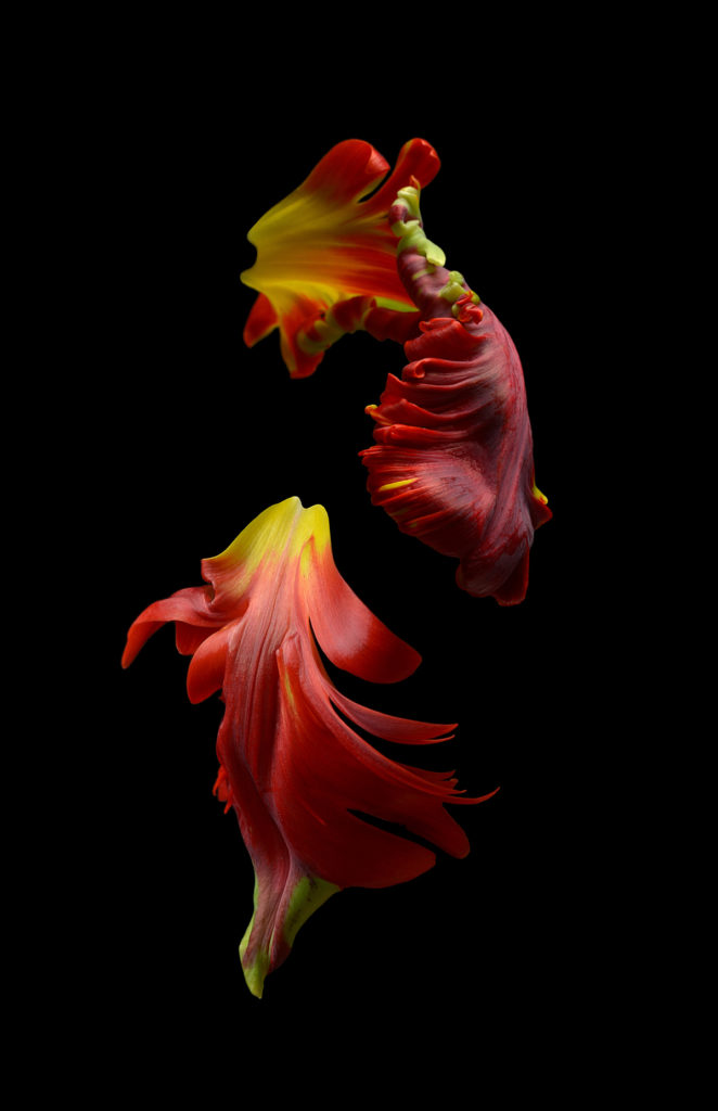 Les fleurs par Bettina Güber