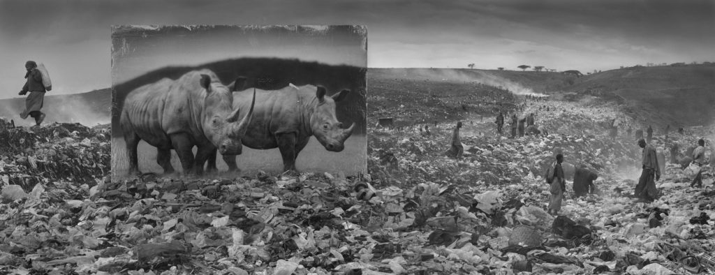 La disparition de la faune africaine par Nick Brandt
