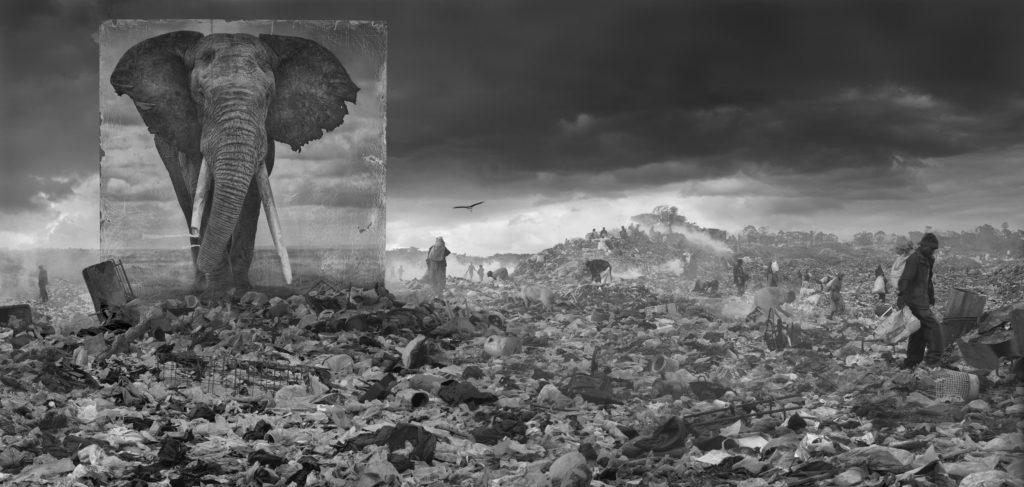 La disparition de la faune africaine par Nick Brandt