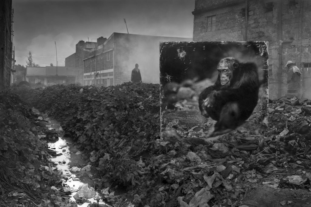 La disparition de la faune africaine par Nick Brandt