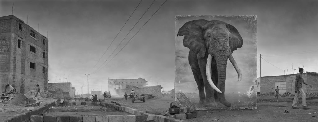 La disparition de la faune africaine par Nick Brandt