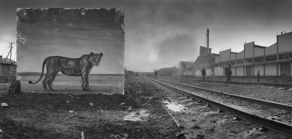 La disparition de la faune africaine par Nick Brandt