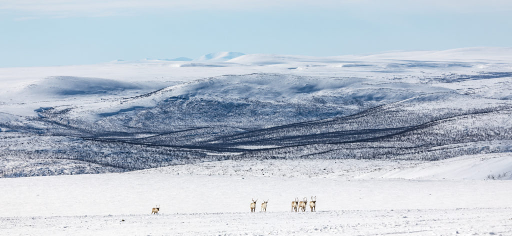 Le désert arctique par Tiina Törmänen
