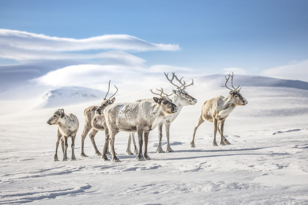 Le désert arctique par Tiina Törmänen