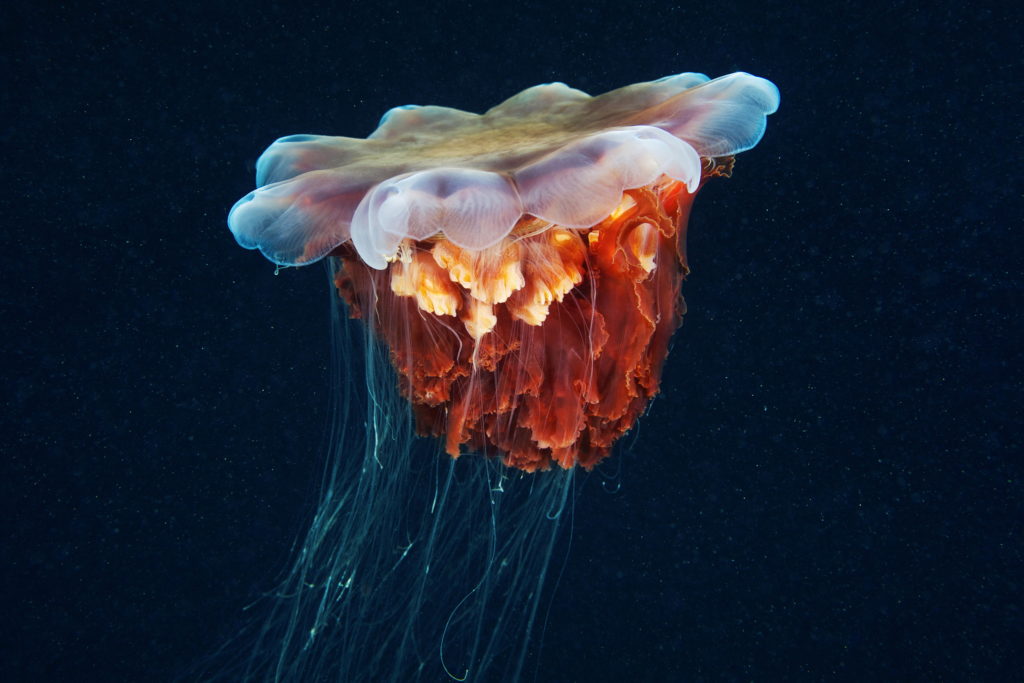 Les créatures marines par Alexander Semenov