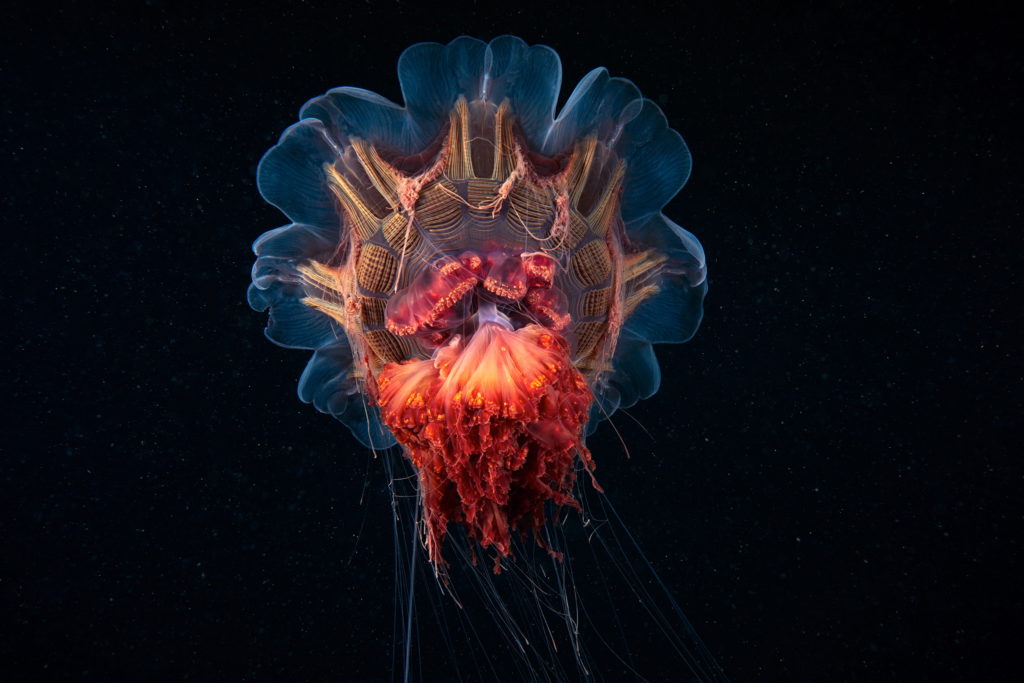 Les créatures marines par Alexander Semenov