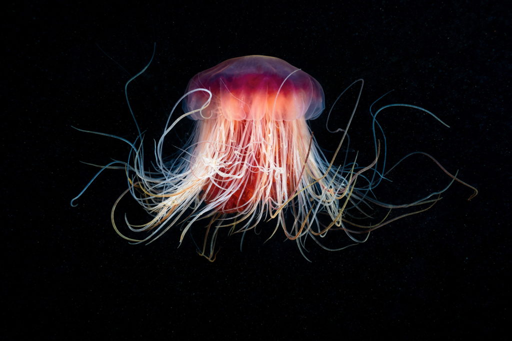 Les créatures marines par Alexander Semenov