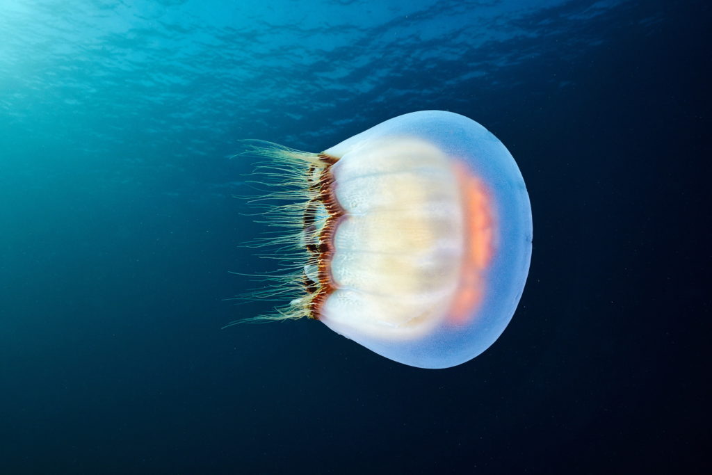 Les créatures marines par Alexander Semenov