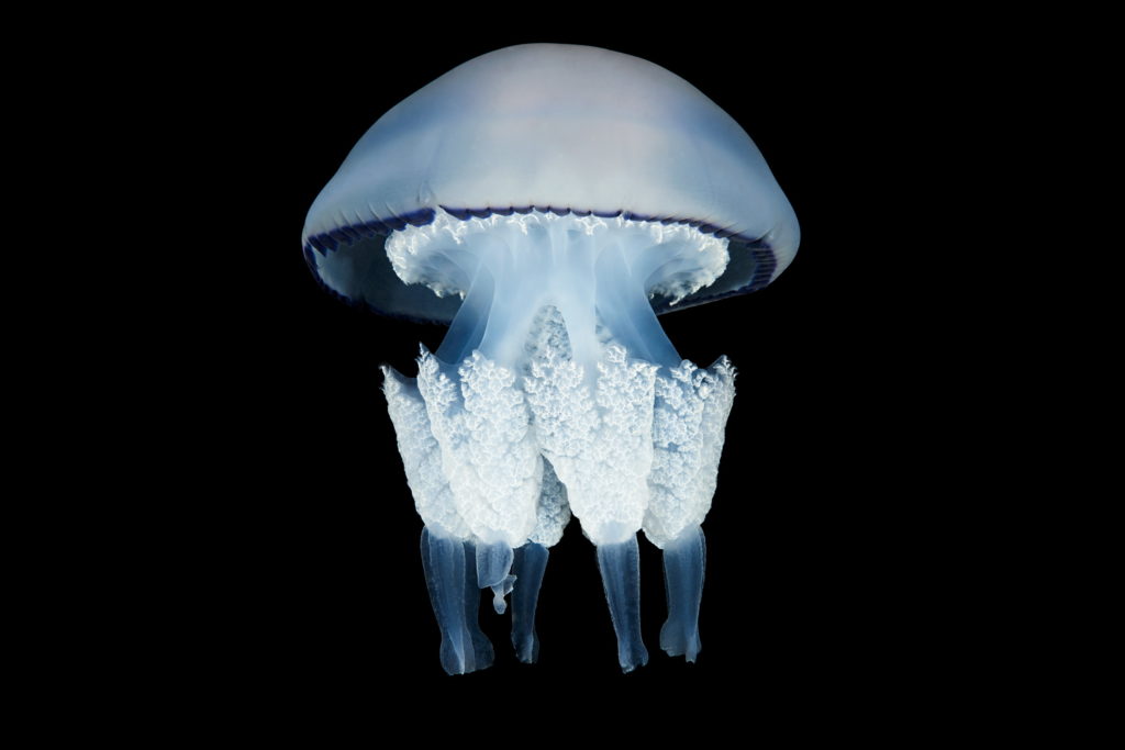 Les créatures marines par Alexander Semenov