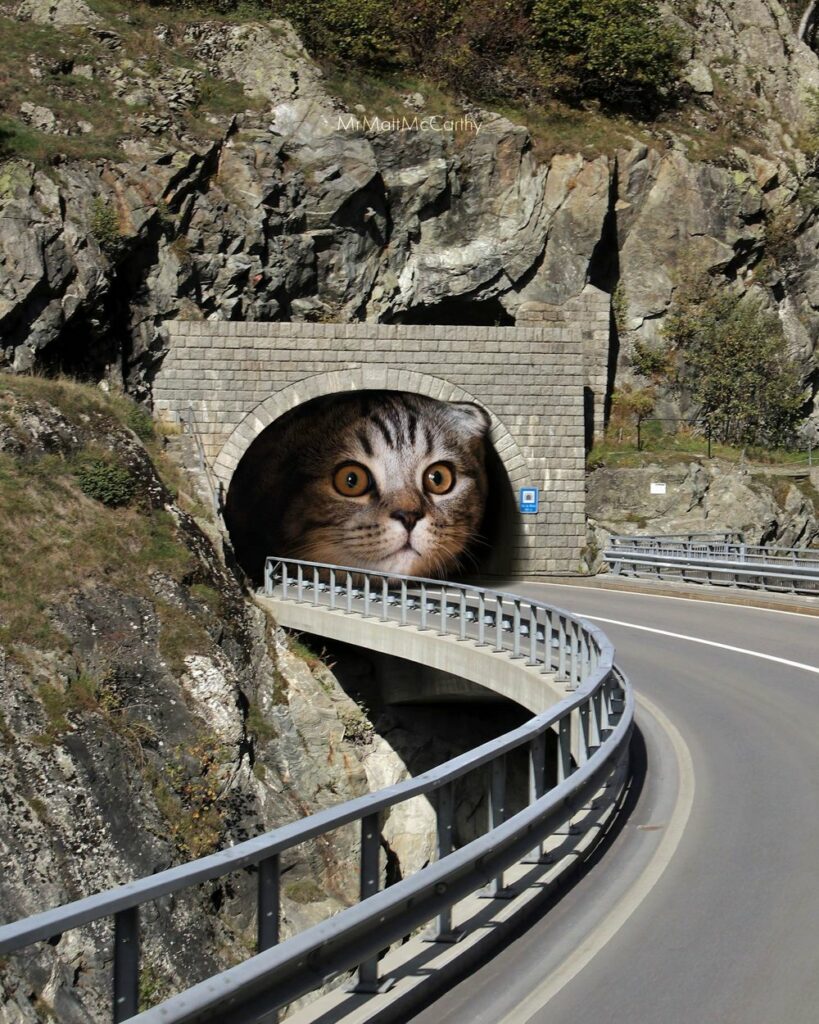 Mr. Matt McCarthy chat géant tunnel